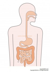 digestive-organs-color
