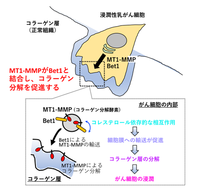 乳がん細胞の浸潤能に関わる酵素輸送機構と関連タンパク質を発見 東京薬科大ら Qlifepro 医療ニュース