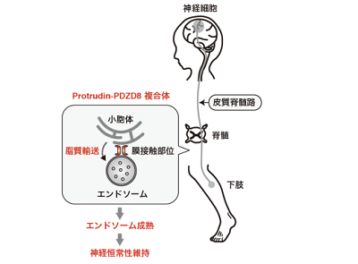 神経細胞の健常性維持にProtrudin-PDZD8 複合体が寄与－名古屋市大ほか - QLifePro 医療ニュース