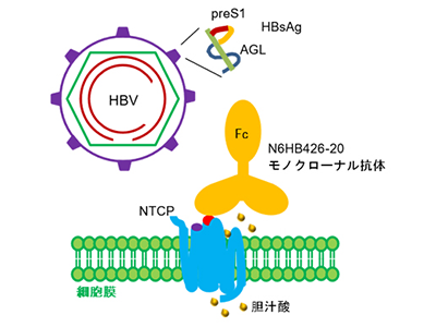 HBV感染を選択的に長期阻害するモノクローナル抗体を開発－理研ほか