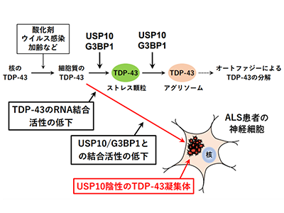 ALS原因遺伝子TDP-43に結合し、病的な凝集体形成を抑制する分子を発見－新潟大