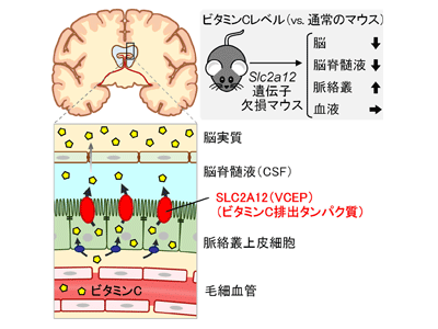 謎だった「脳へのビタミンC供給」に重要な分子としてSLC2A12を同定－東大