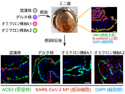 ヒトiPS細胞由来のミニ腸でデルタ株とオミクロン株の異なる特性を発見－横浜市大ほか