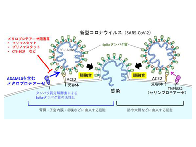 新型コロナウイルスに特有の新たな細胞侵入経路を発見－東大医科研