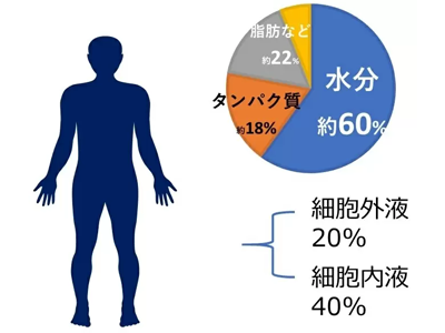 身体機能低下の指標にもなる体水分不均衡、舌圧や握力との関連を明らかに－東京医歯大