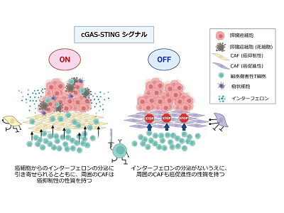 膵臓がん、cGAS-STING活性化で免疫治療の効果を増強できる可能性－東京医歯大ほか