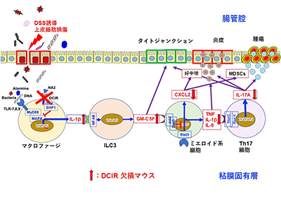 潰瘍性大腸炎や大腸腫瘍、免疫細胞上のDCIRが治療標的となる可能性－東京理科大