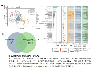 日本人腸内のバクテリオファージ、大規模データから全貌を明らかに－早大ほか