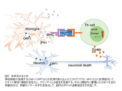 免疫介在性神経障害、2つのミクログリア亜集団が重要な役割を果たすと判明－NCNP