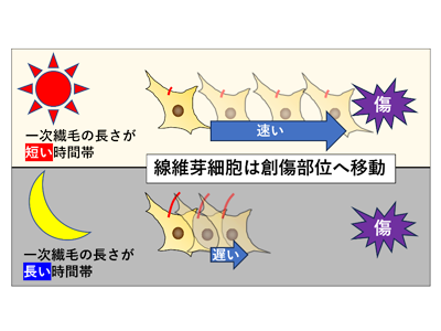 「夜に負った傷は治りにくい」その原因を示唆する細胞の分子メカニズムを発見－広島大