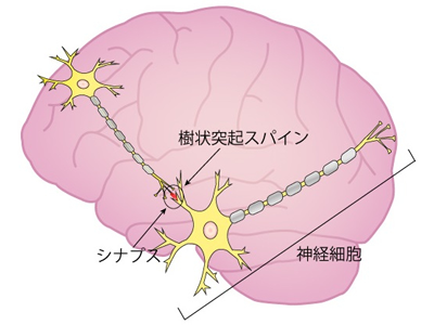 脳障害後の運動機能、強心剤ジゴキシンで回復できる可能性－大阪公立大