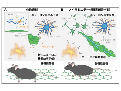 脳梗塞、抗インフルエンザ薬がニューロン再生促進する可能性－名古屋市大ほか