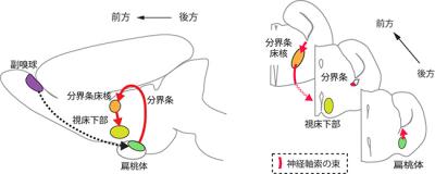 理研 神経軸索の伸長を支える分子メカニズムを解明 - QLifePro