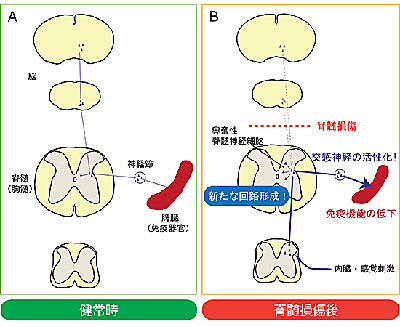 脊髄損傷後の免疫機能低下を起こす神経回路のメカニズムを解明