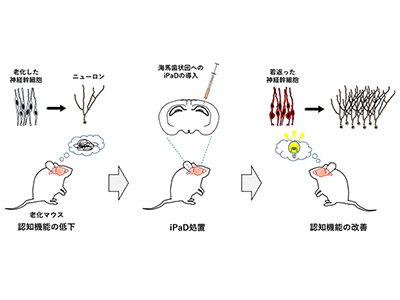 オススメの神経科学の教科書 – Okuyama Lab