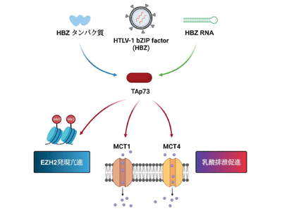 HTLV-1による新たな発がんメカニズムを発見、新規治療標的も同定－熊本大