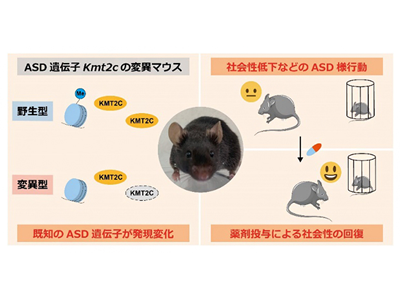 自閉スペクトラム症モデルのKmt2c変異マウス、LSD1阻害剤で一部回復－理研ほか