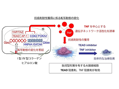 抗がん剤耐性の大腸がんにTEAD/TNF阻害剤が有効な可能性－東京医歯大ほか