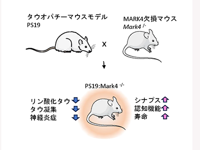タウオパチーを伴う認知症、新たな治療標的候補として「MARK4」を同定－東京都立大