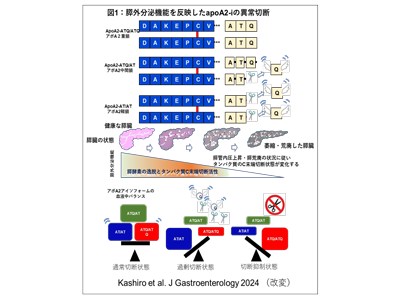 膵がん血液バイオマーカー「APOA2アイソフォームズ」保険収載－日医大ほか