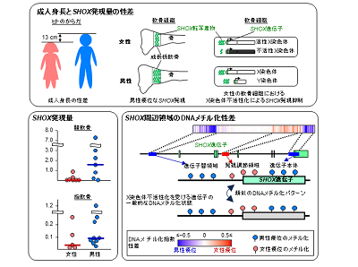 平均身長の男女差、軟骨の成長遺伝子発現量の違いが関連－成育医療センターほか