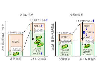 「ストレス造血時」における造血幹細胞の代謝調節を解明－東北大ほか