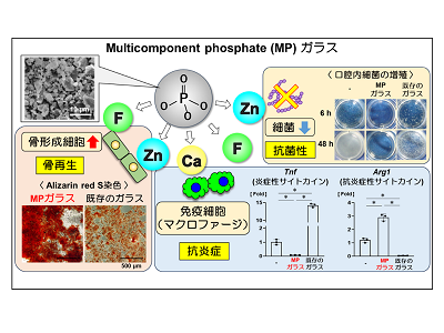 骨再生作用／抗炎症効果を兼ね備えた新たな生体活性ガラスを開発－東北大