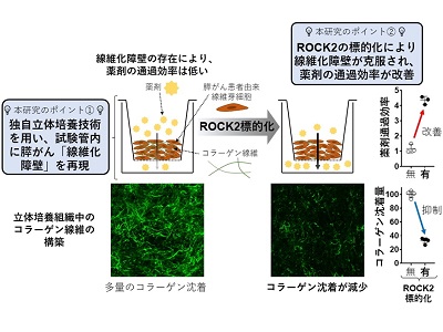 膵がん、線維化形成に関与するタンパク質ROCK2を同定－岡山大ほか