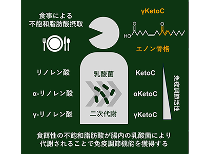 炎症性腸疾患の炎症改善に「γリノレン酸」代謝物が有効な可能性－東京理科大ほか