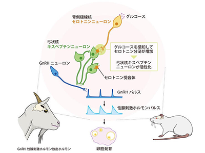 セロトニンに性腺刺激ホルモン分泌促進作用、ラットとヤギで確認－名大