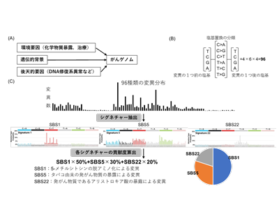腎細胞がん全ゲノム解析、日本人患者7割に特有の変異シグネチャー発見－国がんほか