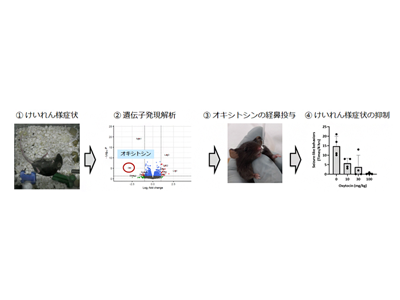 NGLY1欠損症、オキシトシン治療でモデルマウスのけいれん様症状抑制－理研ほか