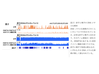 卵子・精子のエピゲノム修飾が正確に行われる仕組みの一端を解明－九大