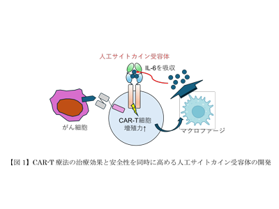 CAR-T療法、優れた治療効果と副作用抑制を両立する人工遺伝子を開発－慶大ほか