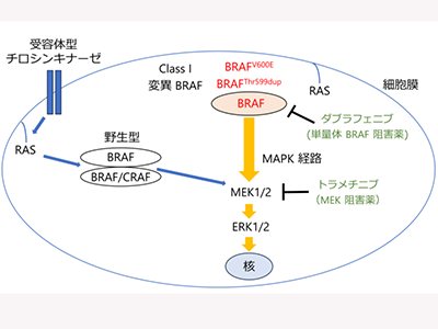 BRAF遺伝子Thr599dup変異、分子標的薬の治療標的となる可能性－浜松医大