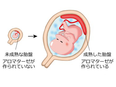 胎盤でエストロゲンが作られる仕組み解明－藤田医科大