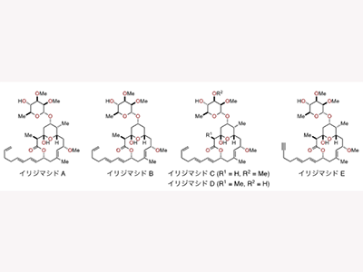 骨粗しょう症、治療薬候補化合物「イリジマシドA」化学合成に成功－東北大