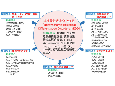 遺伝性角化症の「魚鱗癬」「道化師様」など廃止へ、国際病名を改訂－名大ほか