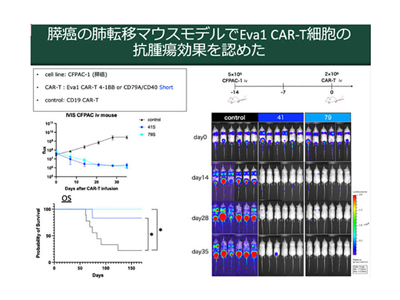 固形がんに対するCAR-T開発、肺・膵がんマウスで抗腫瘍効果を発揮－名大ほか