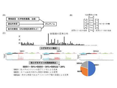 日本人大腸がん患者、半数に腸内細菌由来の変異パターン確認－国がんほか
