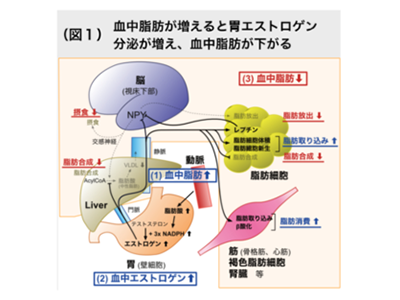 脂質異常症、胃エストロゲンによる血中脂質制御機構を解明－和歌山医科大