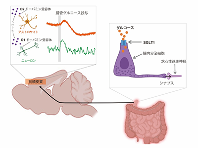 ストレスで腸脳相関に異常が起こり糖嗜好性変化の可能性、マウスで解明－東大ほか