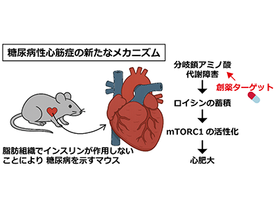 「糖尿病性心筋症」の発症に、アミノ酸代謝が関与していることを発見－神戸大ほか