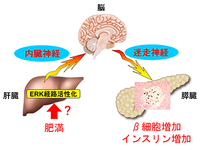 肝臓が「肥満」状態を感知してβ細胞を増やすメカニズムを解明－東北大
