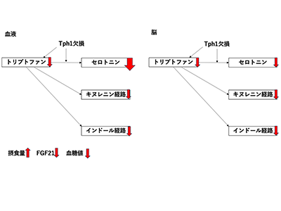 血糖値制御にセロトニン産生酵素「Tph1」が関与することを発見－東北大