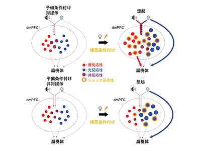 少ない経験から情動体験を予測する脳の仕組み解明、PTSD治療開発に期待－理研