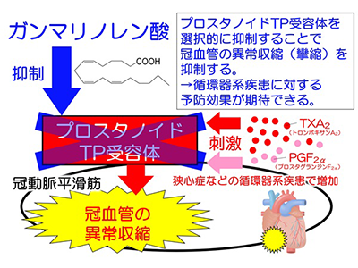 植物油に含まれる「ガンマリノレン酸」にスパスム抑制機能があることを発見－東邦大