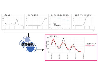 「ワクチン誤情報」が新型コロナ死亡者数に与えた影響を数理モデルで解析－東大ほか