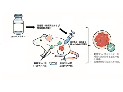 がんのリンパ節転移、開発した薬物送達法でカルボプラチンによる治療法確立－東北大