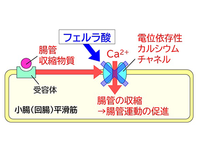 穀類に含まれるフェルラ酸に「腸の収縮抑制」作用があることを発見－東邦大
